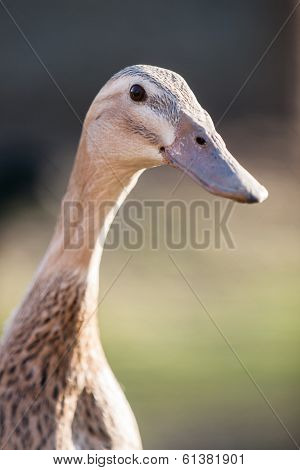Indian Runner Portrait