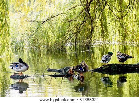 Mallard Ducks Resting On A Tree Trunk
