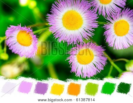 Common Fleabane Color Palette