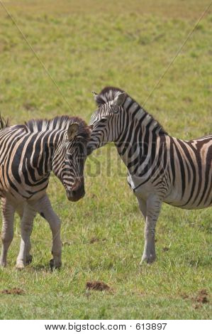 Zebra Scratch