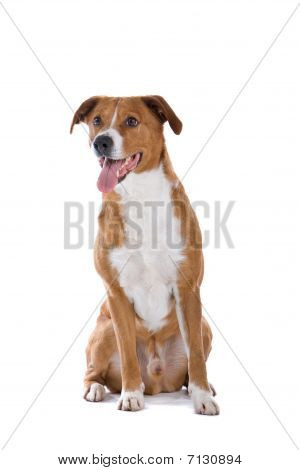 Østrigske Pinscher hund