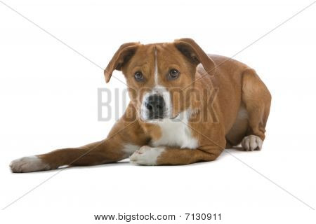 Østrigske Pinscher hund