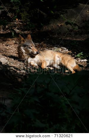 Wolf