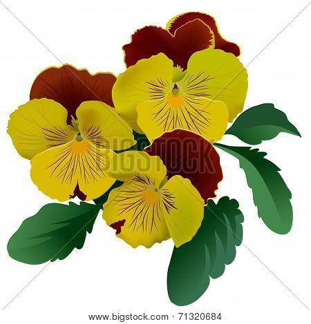 Three yellow pansy flowers