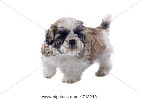 filhote de cachorro Shih tzu