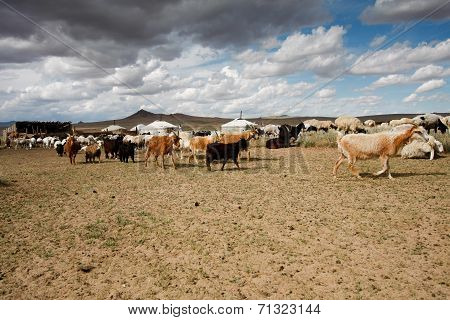 Goats on the steppes
