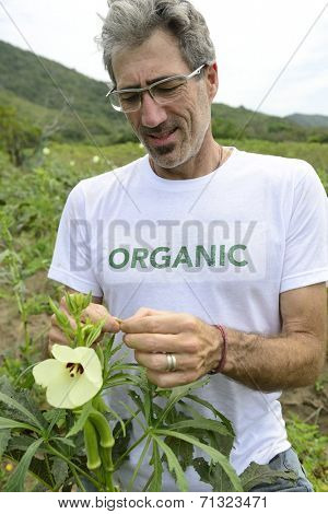 Organic farmer in okra plantation inspecting the field