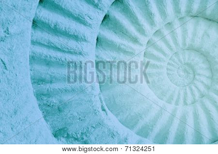 Color Of Ammonite Prehistoric Fossil.