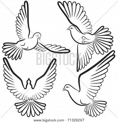 Black and white contours of four pigeons that fly
