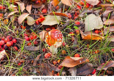 Colors of Autumn