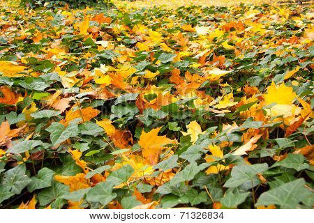 Colors of Autumn