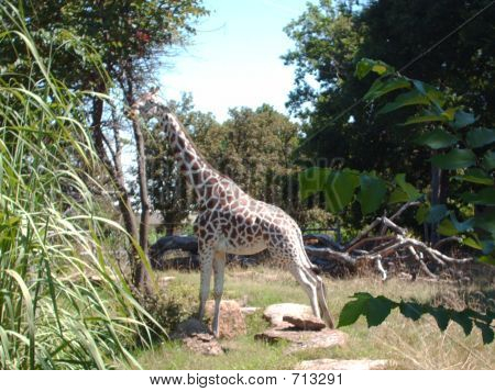 Girafe du zoo