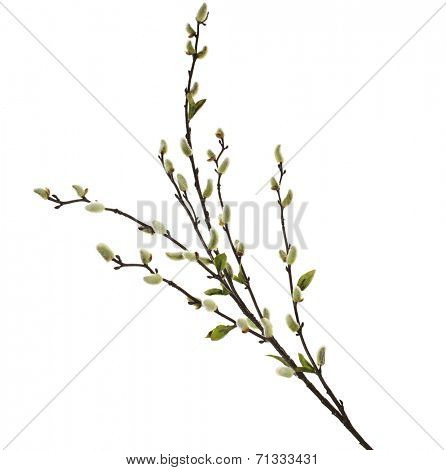 Spring branches Catkins Willowisolated on white background