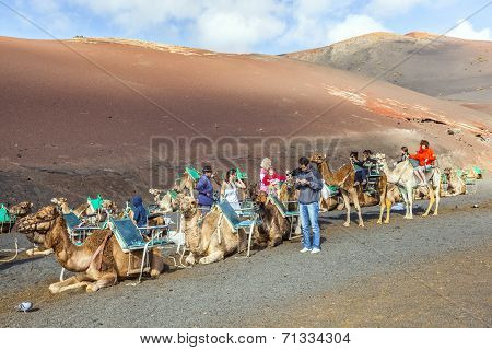 Tourists Riding On Camels Being Guided By Local People Through The Famous Timanfaya National Park