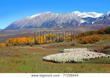 Sheep farm near Kebler pass in Colorado