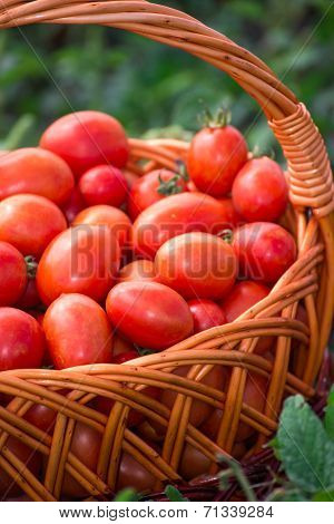 Tomatoes In A Wicker Basket Outdoors