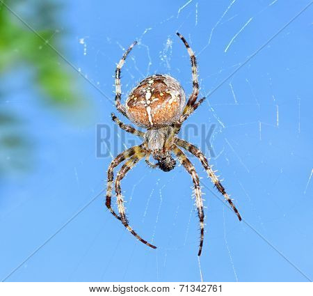 Spideraraneus Diadematus