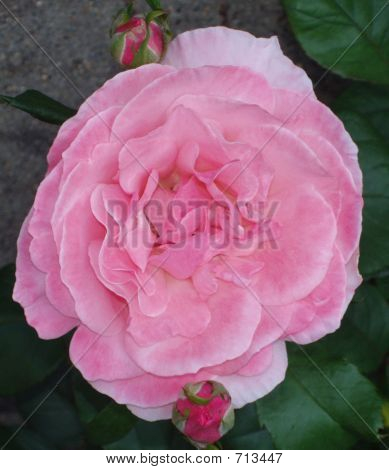 Pembe Gül