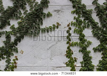 Coatbuttons Or Mexican Daisy On The Wall