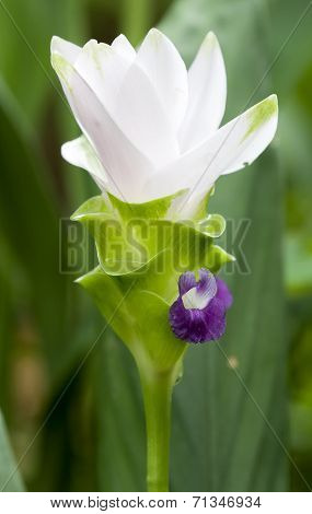 Siam tulip