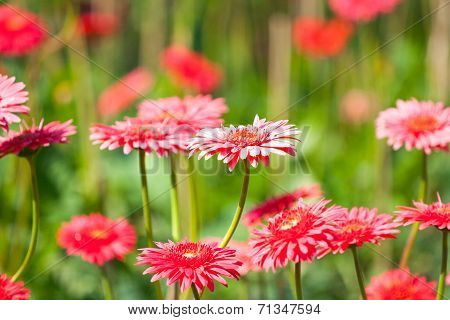 Pink gerberas