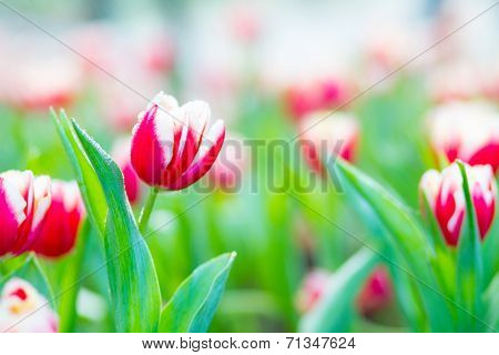 red tulips in the garden