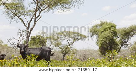 Nguni cow walks along edge of African field