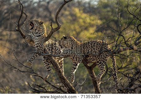 Leopards in Tree