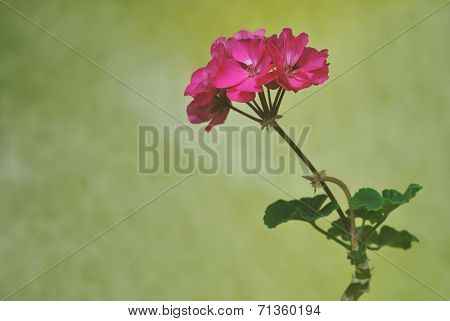 Geranium flower isolated on yellow background