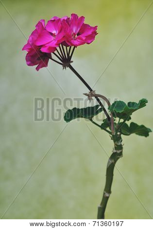 Geranium flower isolated on yellow background