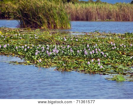 Jamaica. The blossoming hyacinths on the Black river (Eichornia crassipes)
