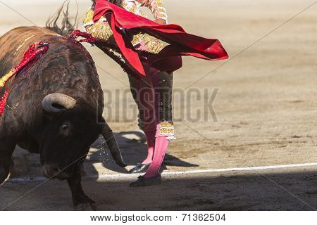 Bullfighter Bullfighting With The Crutch In The Bullring Of Baeza, Jaen Province, Andalusia, Spain