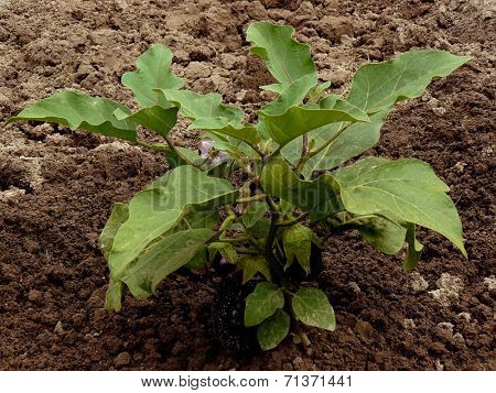 growing eggplant with fruits