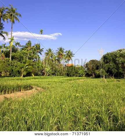 Mostly Coconut Fields.