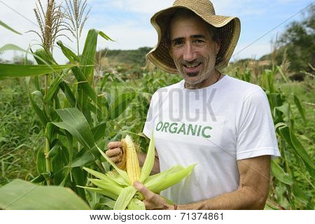 Organic farming: portrait of an eco farmer showing corn inside the plantation
