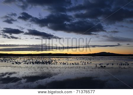 Snow Geese at Dawn