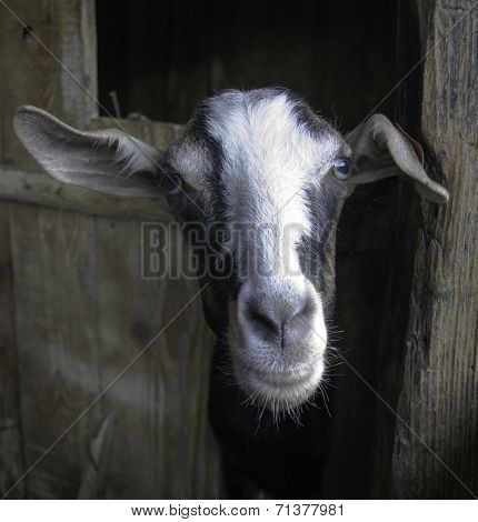 Goat