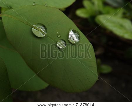 Raindrops