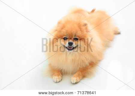 Pomeranian Dog Isolated On White Background