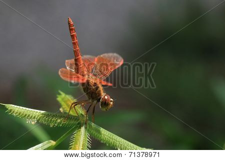 Red Dragonfly Close Up