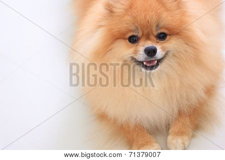 Pomeranian Dog Isolated On White Background