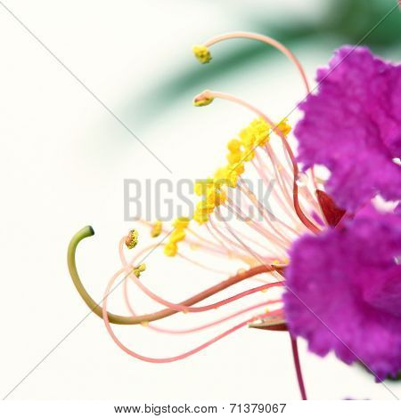 Close Up Carpel On White Background