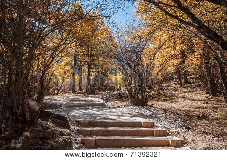 Colorful Autumn
