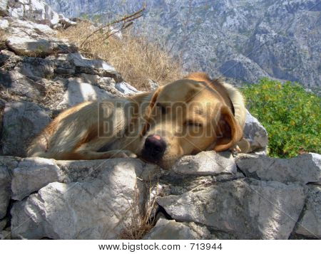Pupy eingeschlafen