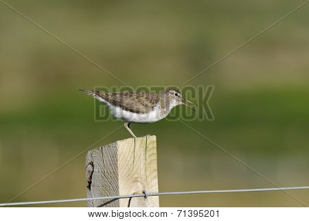Common Sandpiper