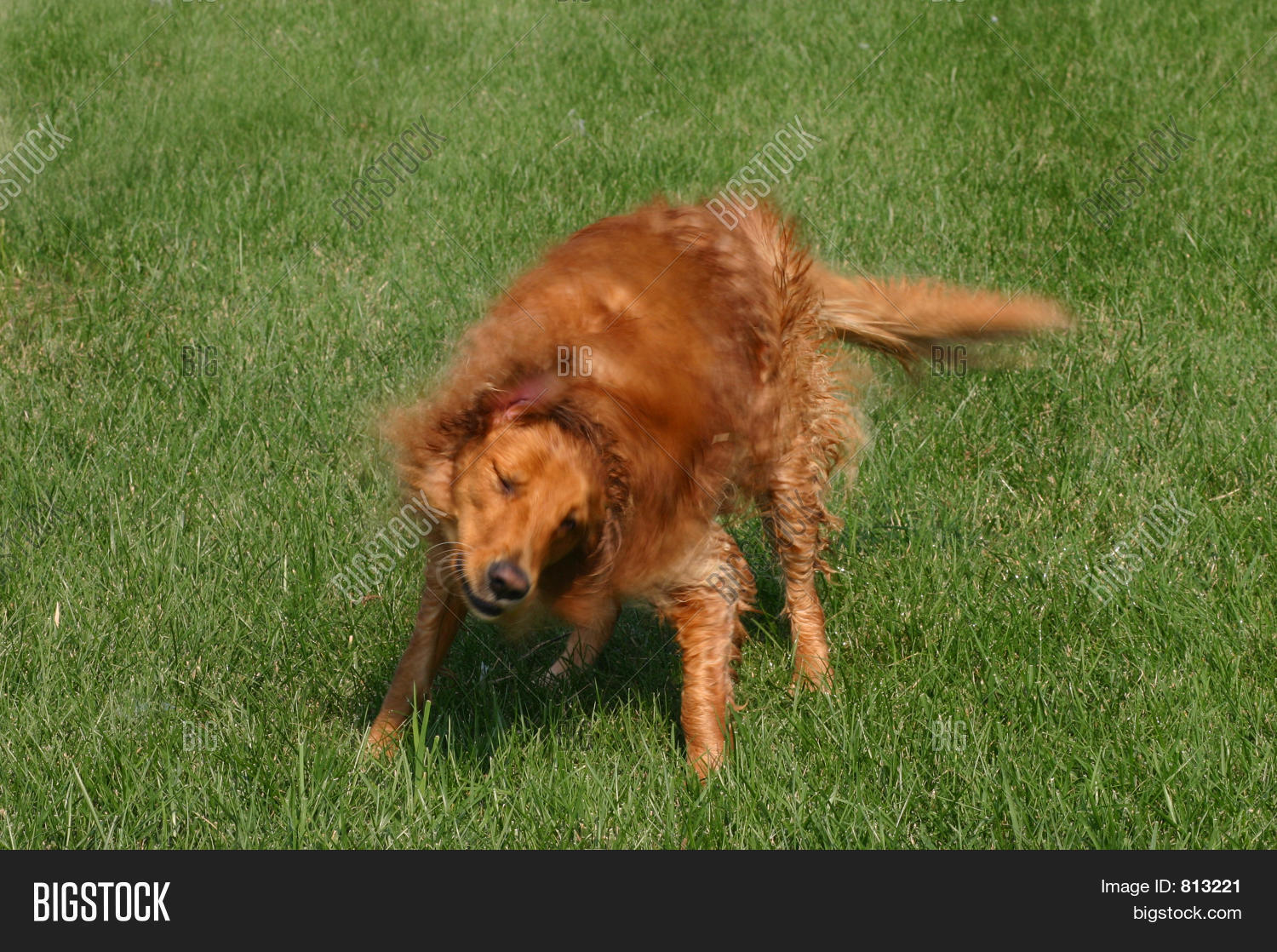 Dog Shaking Image & Photo (Free Trial) Bigstock