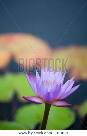 Wasser lilly