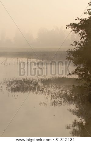 misty morning in Bardia, Terai, Nepal
