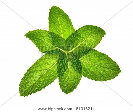 Six Mint Leaves in Pattern
