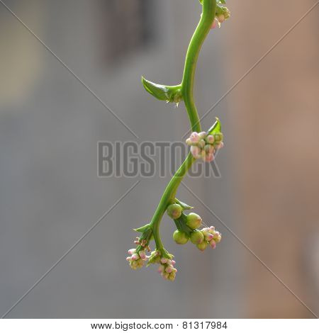 Flower of Malabar Spinach